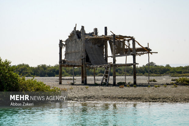 جنگل حرا سهیلی؛ شگفتی سبز قشم