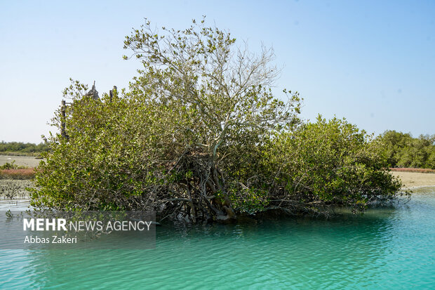 جنگل حرا سهیلی؛ شگفتی سبز قشم