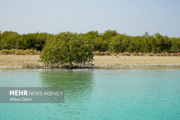 جنگل حرا سهیلی؛ شگفتی سبز قشم