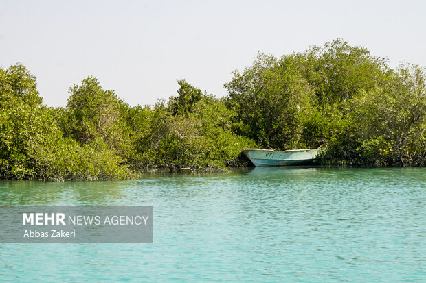 جنگل حرا سهیلی؛ شگفتی سبز قشم