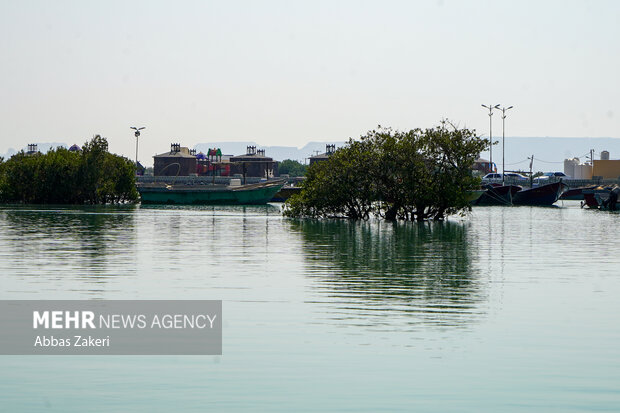 جنگل حرا سهیلی؛ شگفتی سبز قشم