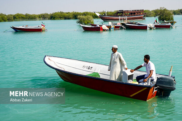 جنگل حرا سهیلی؛ شگفتی سبز قشم