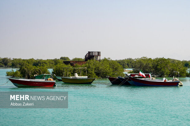 جنگل حرا سهیلی؛ شگفتی سبز قشم