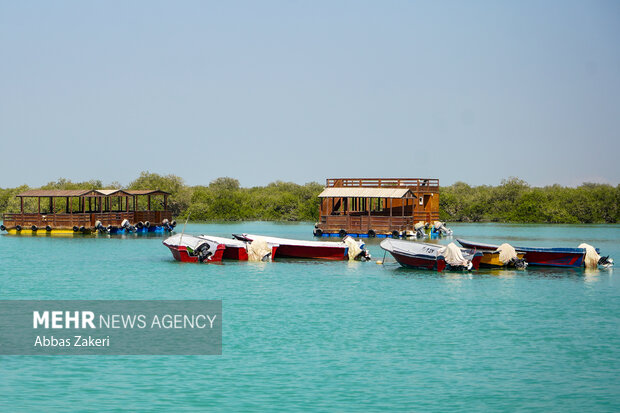 جنگل حرا سهیلی؛ شگفتی سبز قشم