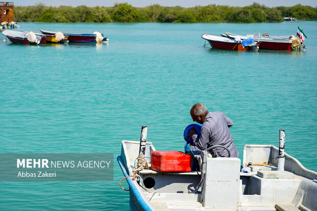 جنگل حرا سهیلی؛ شگفتی سبز قشم