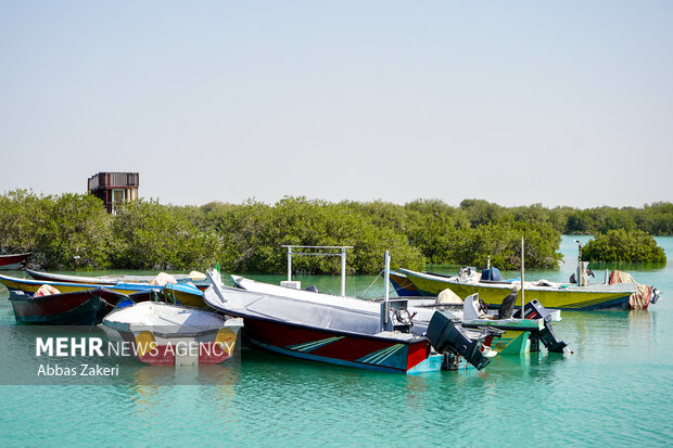 جنگل حرا سهیلی؛ شگفتی سبز قشم