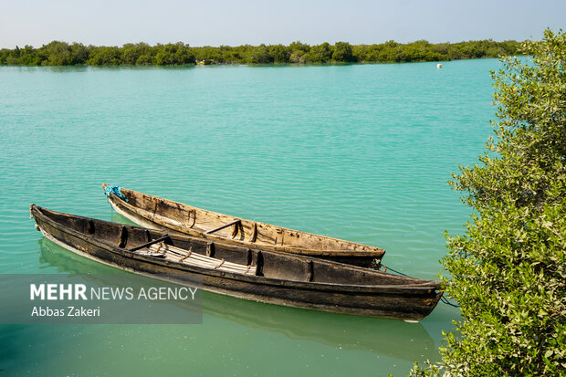 جنگل حرا سهیلی؛ شگفتی سبز قشم