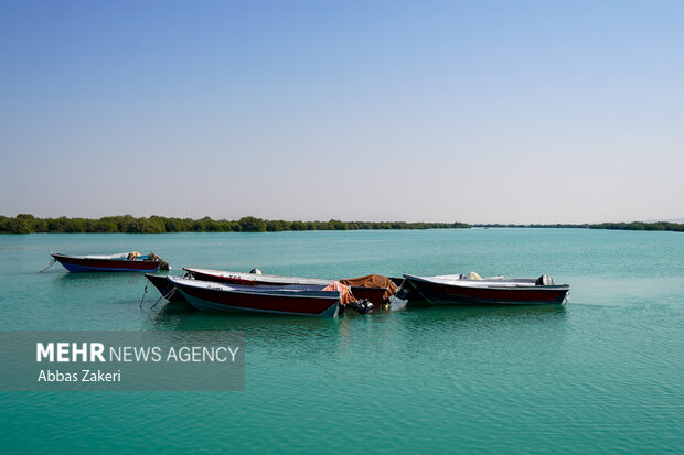 جنگل حرا سهیلی؛ شگفتی سبز قشم