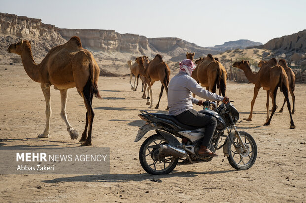 سهیلی؛ روستایی با سنت دیرینه شترداری