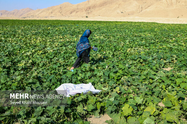 پایداری کشاورزان سرله در دل خشکسالی خوزستان