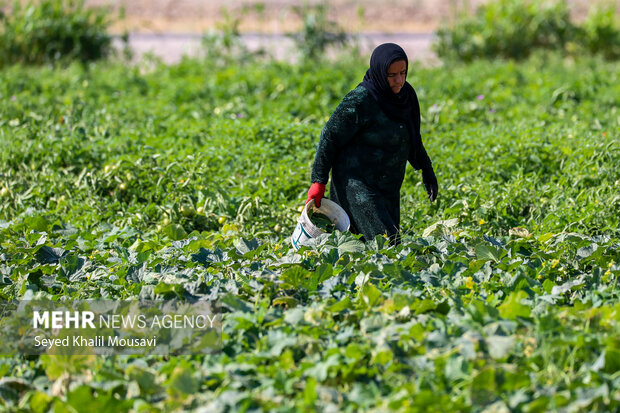 پایداری کشاورزان سرله در دل خشکسالی خوزستان