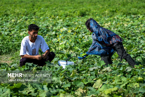 پایداری کشاورزان سرله در دل خشکسالی خوزستان