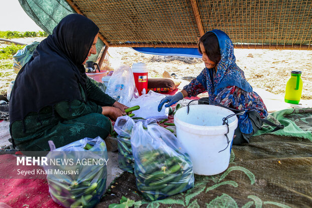 پایداری کشاورزان سرله در دل خشکسالی خوزستان