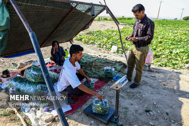پایداری کشاورزان سرله در دل خشکسالی خوزستان
