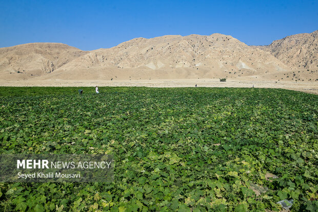پایداری کشاورزان سرله در دل خشکسالی خوزستان