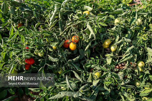 پایداری کشاورزان سرله در دل خشکسالی خوزستان