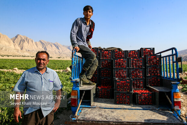 پایداری کشاورزان سرله در دل خشکسالی خوزستان