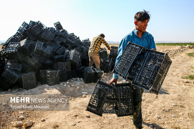 پایداری کشاورزان سرله در دل خشکسالی خوزستان