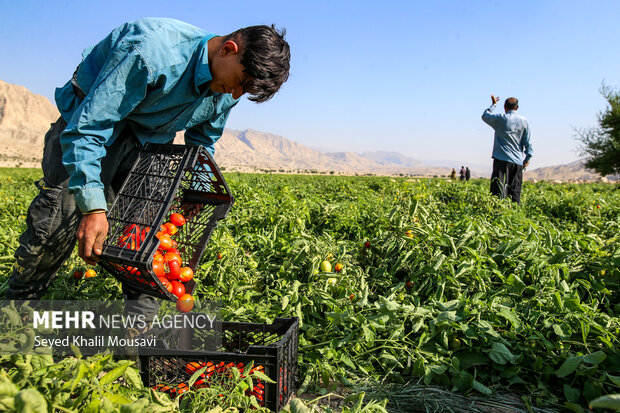 پایداری کشاورزان سرله در دل خشکسالی خوزستان