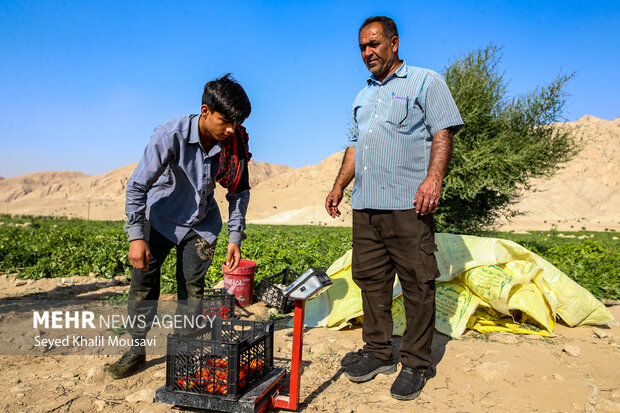 پایداری کشاورزان سرله در دل خشکسالی خوزستان