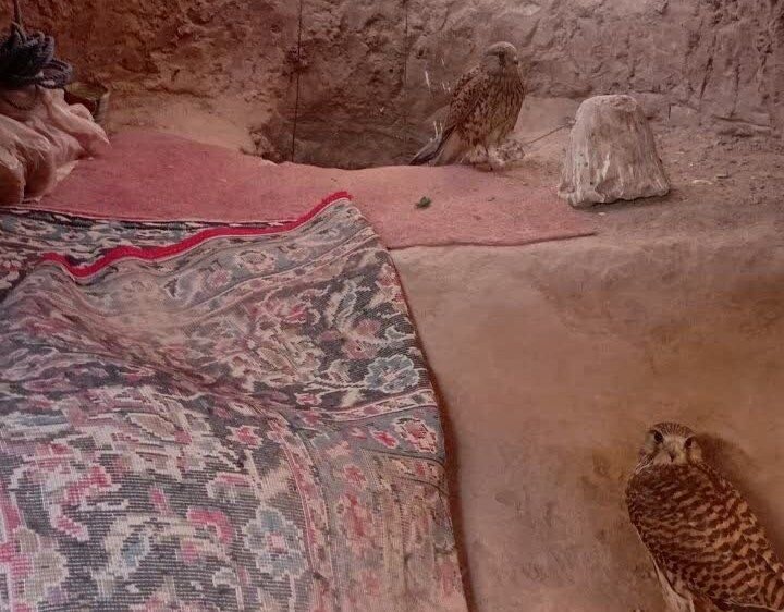 شكاري،صيد،پرندگان،آرادان،دليجه