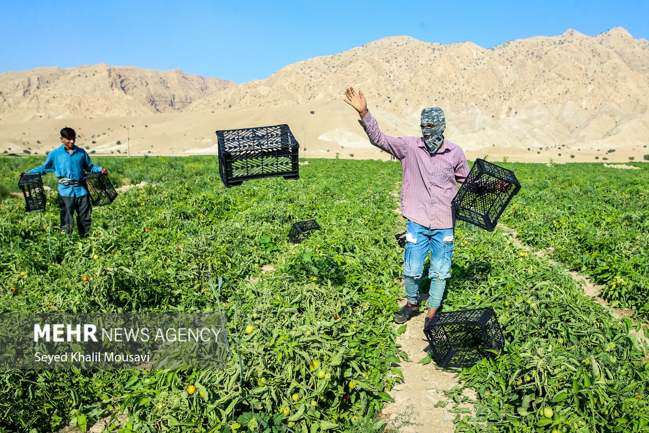 شاليزارهاي