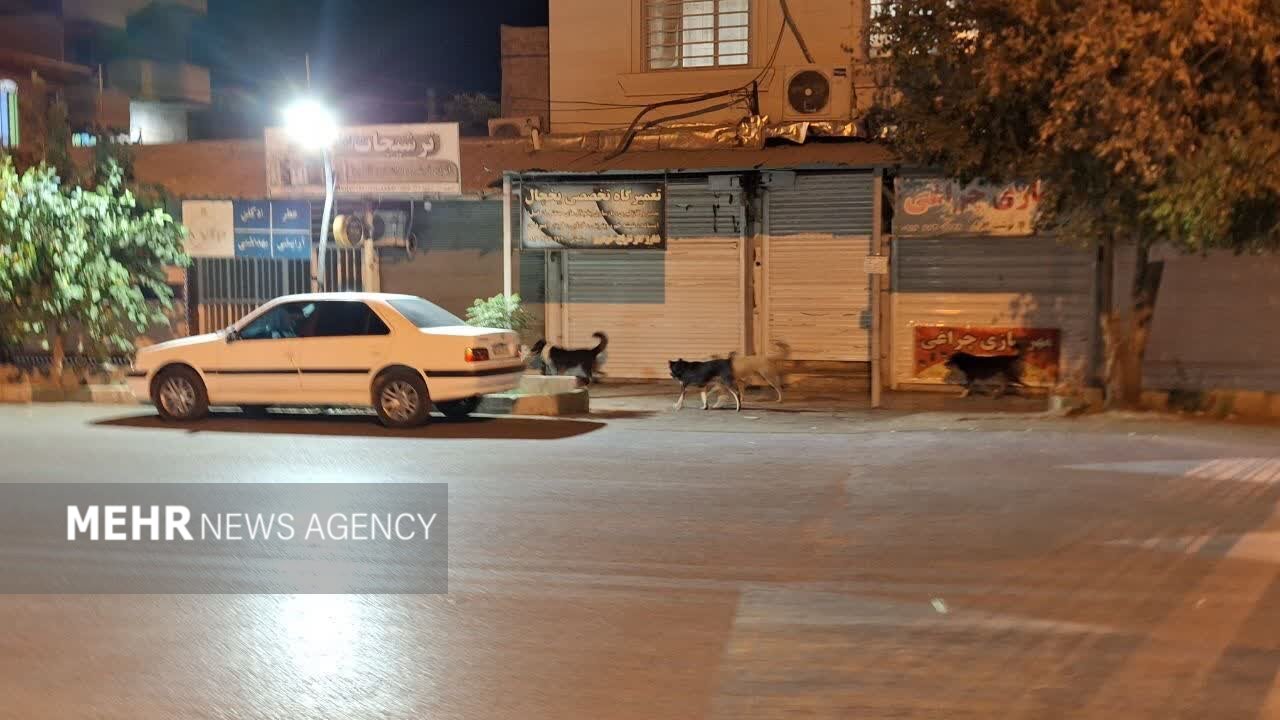 شهر در قُرُق سگ‌ها!