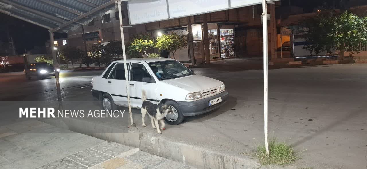 شهر در قُرُق سگها!