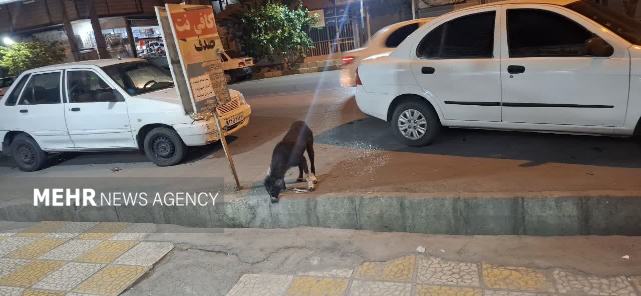 شهر در قُرُق سگها!