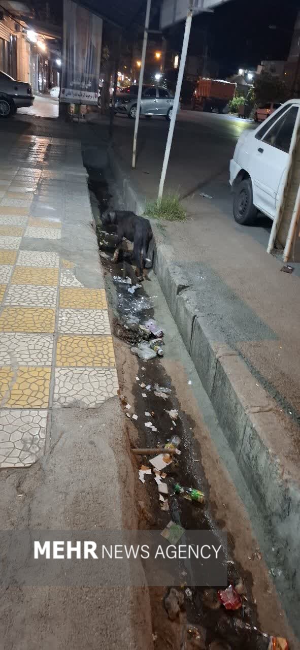 شهر در قُرُق سگ‌ها!