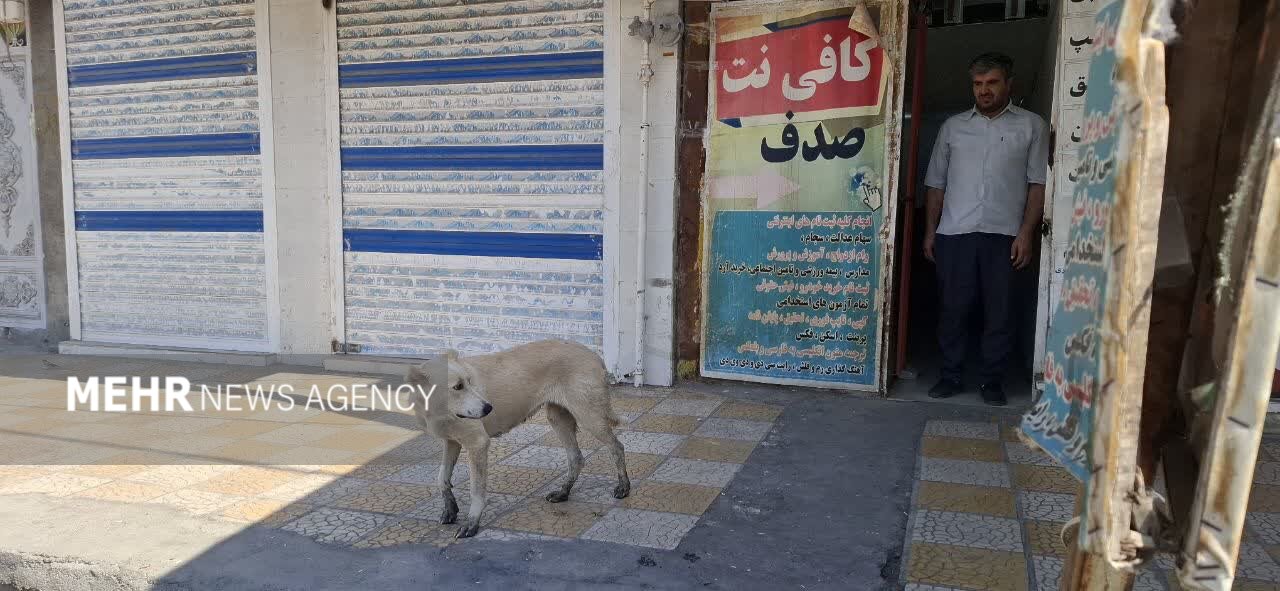 شهر در قُرُق سگها!