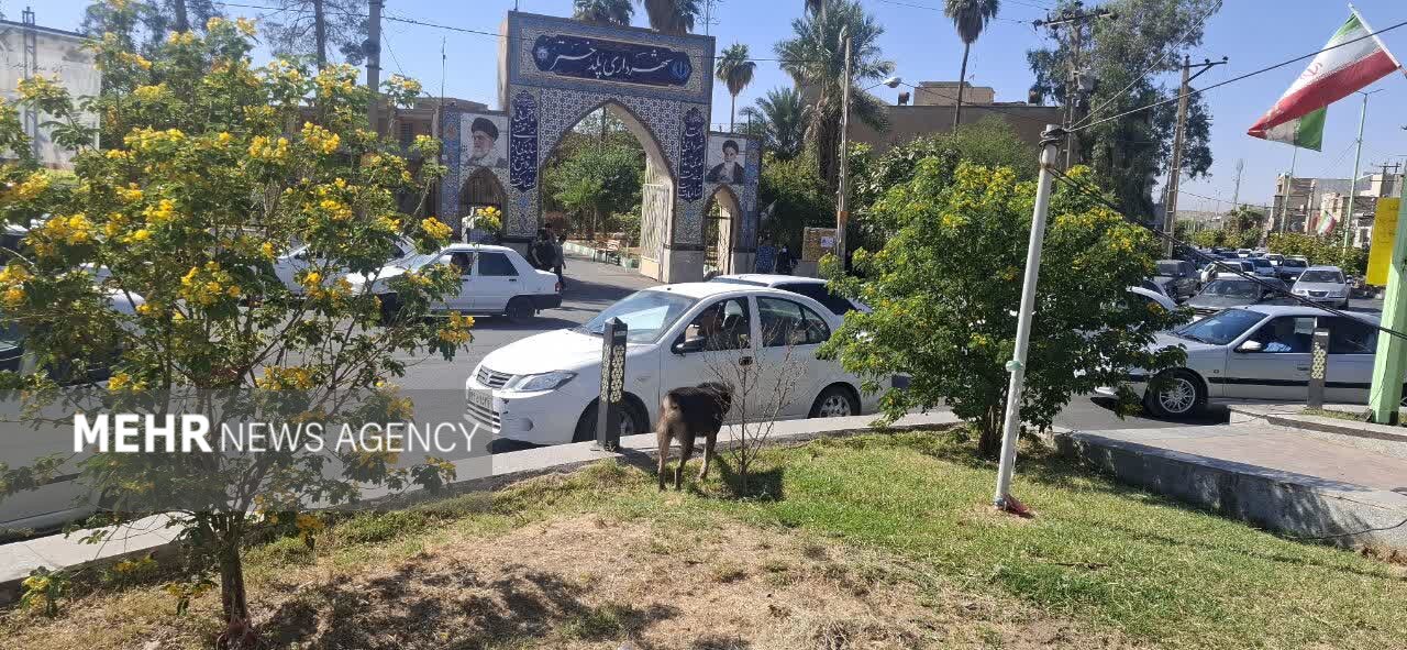 شهر در قُرُق سگها!