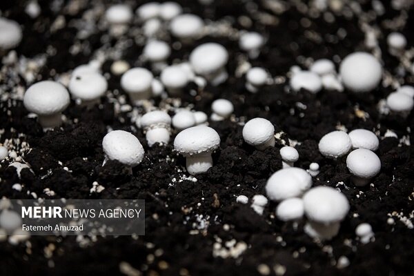 قربان پور: بیش از ۵۰۰ تن قارچ در شهرستان کاشمر تولید شده است