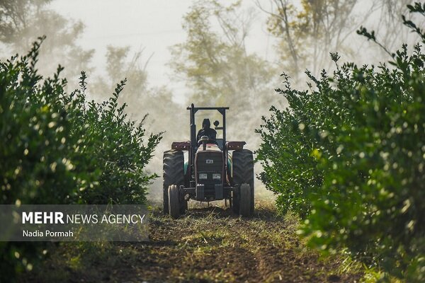 روستايي،روستاها،معاون،حسيني،توسعه،درصد،كارآفريني،اشتغال،كشاو ...