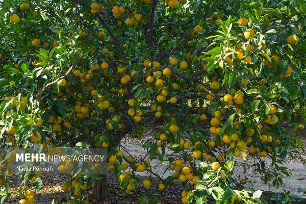 برداشت ۱۵ هزار تن نارنگی از باغ‌های بابلسر پیش‌بینی شد