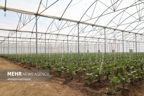 تولید ۳۱۰۰ تن محصولات گلخانه‌ای در کرمانشاه ثبت شد