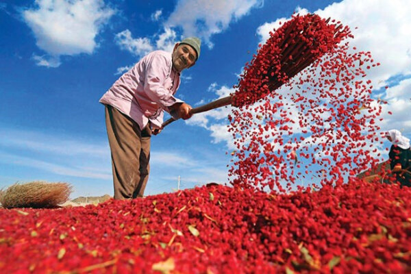 بنياد،زرشك،علوي،استان،فرهنگي،جهادي،شغل،تسهيلات