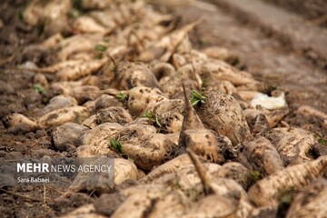 کشت قراردادی بیش از ۴ هزار هکتار از اراضی کشاورزی کرمانشاه