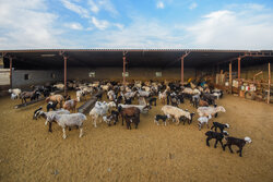 مزرعه دامپروری چپرقویمه گنبد در مسیر محرومیت زدایی