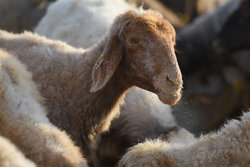 فاز نخست واحد پرورش گوسفند داشتی در سلطانیه افتتاح شد