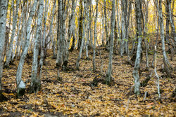 نشست کارگروه ملی طبیعت‌گردی با محور حفاظت و توسعه پایدار برگزار شد
