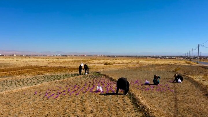 یاقوت سرخ «ازان»  در جستجوی تاج هویت