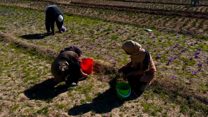 یاقوت سرخ «ازان» در جستجوی تاج هویت یاقوت سرخ «ازان» در جستجوی تاج هویت