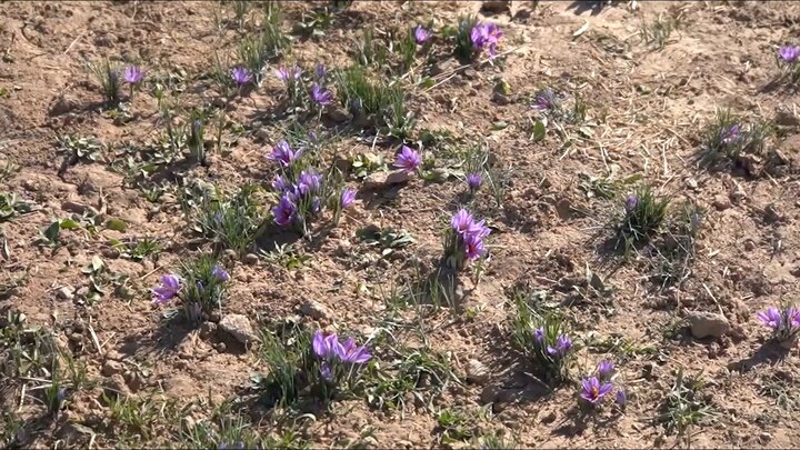 یاقوت سرخ «ازان» در جستجوی تاج هویت یاقوت سرخ «ازان» در جستجوی تاج هویت