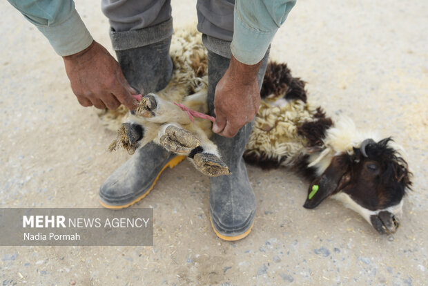 مزرعه دامپروری چپرقویمه گنبد در مسیر محرومیت زدایی
