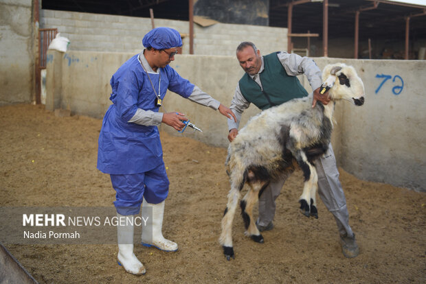 مزرعه دامپروری چپرقویمه گنبد در مسیر محرومیت زدایی