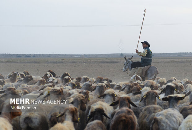 مزرعه دامپروری چپرقویمه گنبد در مسیر محرومیت زدایی