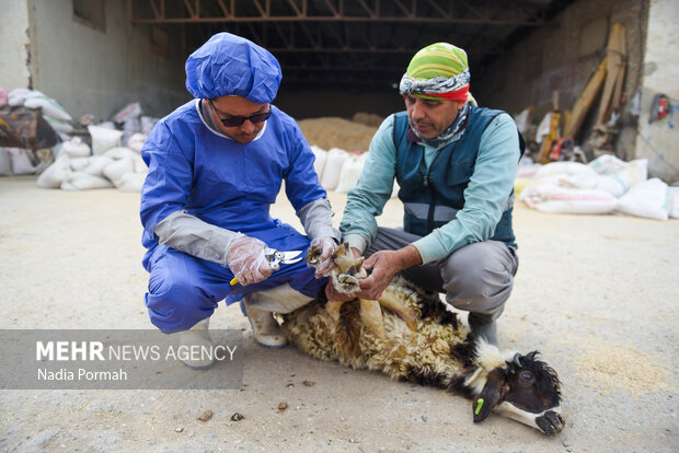 مزرعه دامپروری چپرقویمه گنبد در مسیر محرومیت زدایی