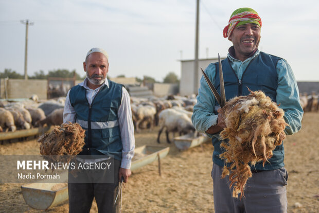 مزرعه دامپروری چپرقویمه گنبد در مسیر محرومیت زدایی