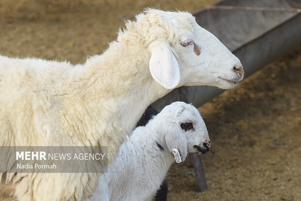 مزرعه دامپروری چپرقویمه گنبد در مسیر محرومیت زدایی